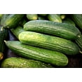 thumbnail image 3 of Straight 8 Cucumber Seeds/ Annual/ Full Sun/25 Seeds 1 gram / Zellajake Farm and Garden - B32, 3 of 4