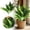 B, variant on 2Pcs Artificial Zebra , 19.6" Zebra Leaf Spray, Aphelandra Squarrosa with Green & Yellow Stripes, Maintenance Free Greenery for Home Office Table Centerpiece