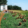 thumbnail image 7 of Chicken Perch with Swing Set, Roosting Bars for Chickens in Coop for Pet Chickens' Health and Happiness, Metal Chicken Toys Accessories for Backyard Farms, Light Gray, 7 of 7