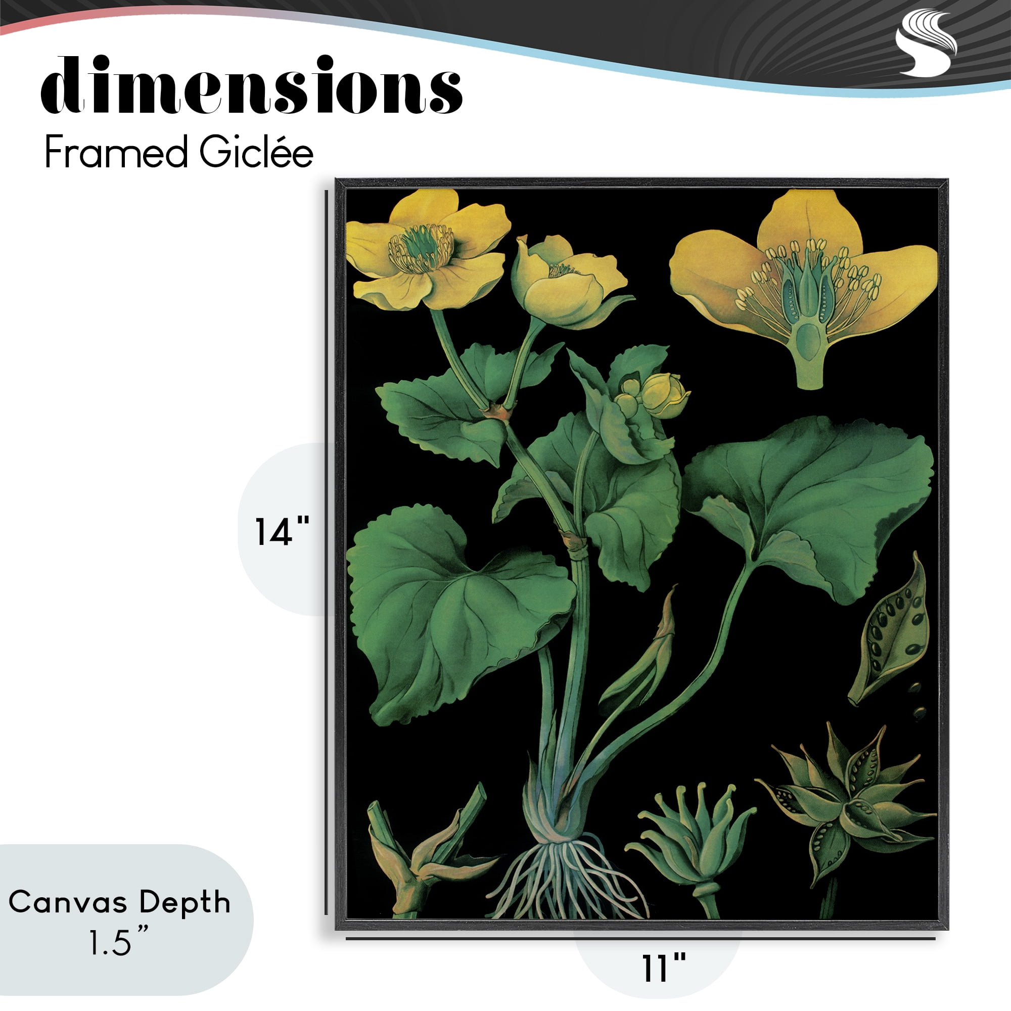 Stupell Industries Marsh Marigold Illustration Study Black Framed Giclee Art, design by Vintage Hustle