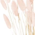 thumbnail image 4 of Hill Interiors Bunny Tail Dried Flower (Pack of 60), 4 of 4