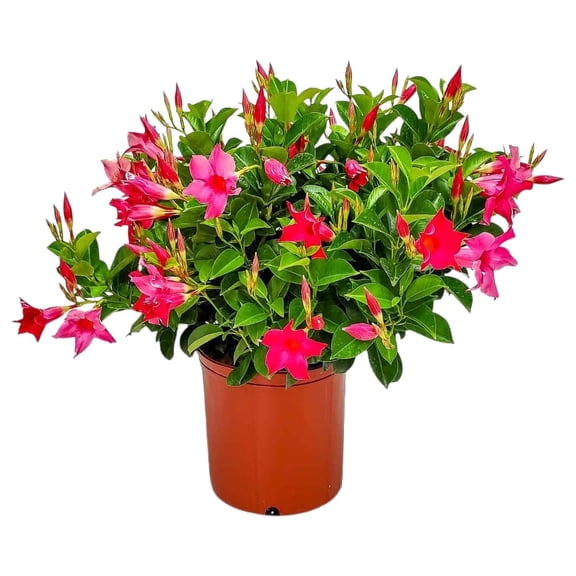 Tropical Plants of Florida 22" to 26" Pink Dipladenia Bush; Partial Sunlight, Continous Pink Blooms, Growers Pot