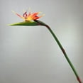 thumbnail image 3 of Silicone Iron Artificial Plants Artificial Bird-of-paradise Flowers Realistic Lifelike Low Maintenance Home Decoration, 3 of 8