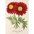 thumbnail image 3 of Charles Antoine Lemaire 18x24 Black Modern Framed Museum Art Print Titled - Pyrethrum Souvenir De Vandervinnen (1854-1896), 3 of 5