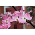 thumbnail image 2 of Berzel, Erin 18x13 Gold Ornate Wood Framed with Double Matting Museum Art Print Titled - Dogwood Blossoms II, 2 of 4
