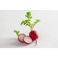 thumbnail image 4 of 2000 Seeds CHERRY BELLE RADISH Raphanus Sativus Vegetable Seeds, 4 of 9