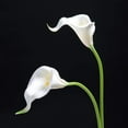 thumbnail image 3 of 20Pcs Artificial Calla Lily Flower Real Touch Latex Flowers for DIY Wedding Bouquet Party Home Decor (Pure White), 3 of 5