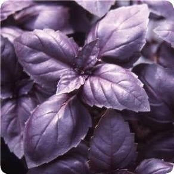 Basil "Genovese" Organic Seeds