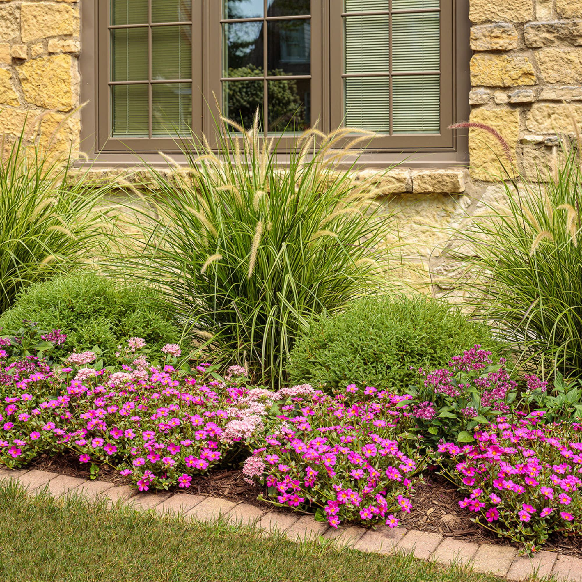 Proven Winners 4" Pink Mojave Fuchsia Purslane Live Plant in 4.25" Pot (4 Count)
