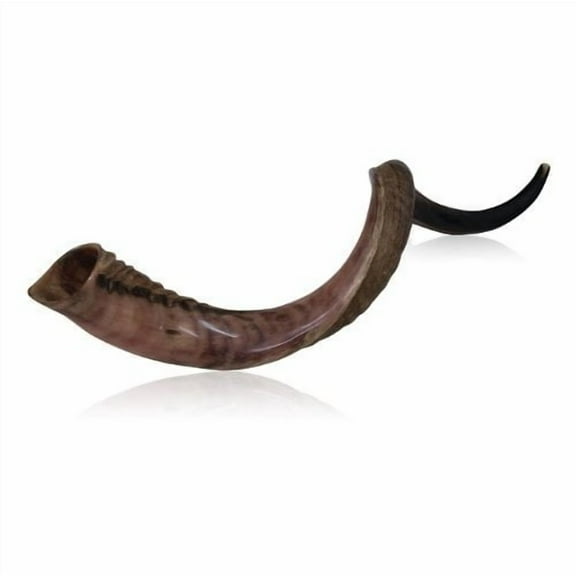 Half-Polished Finish Yemenite Kudu Horn Shofar