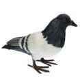 thumbnail image 4 of 2 Piezas de Pájaro de Paloma con Plumas Artificiales Decoración de Estatuilla Pájaro a + B de Pie Sunnimix Artificial Pigeon Decoy, 4 of 8