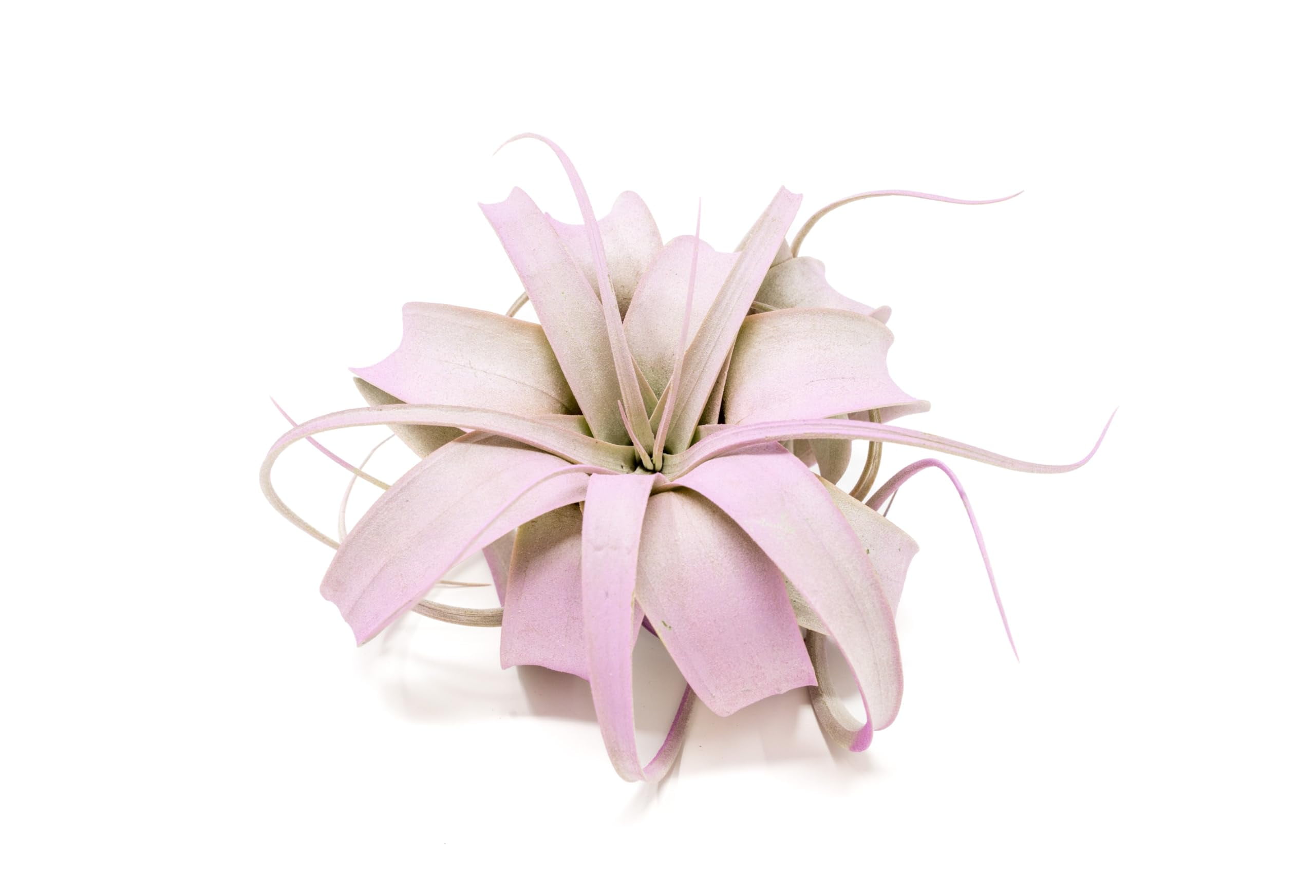 Lavender Colorful Tillandsia Air Plants - Long Lasting Color Enhanced Live Tillandsia Succulent House Plants - Home and Garden Decor - Easy Care Indoor and Outdoor Plants