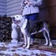 thumbnail image 2 of Coastal Pet Titan Dog Prong Collar De Entrenamiento Cromado, 2 of 3