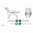 thumbnail image 3 of Vetoquinol Flexadin Advanced Original 60 Caps, Suplemento para articulaciones de perros y gatos, 3 of 6