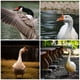 thumbnail image 4 of 50 piezas de anteojeras para aves de corral, herramienta para la cría de patos y gansos, gafas para patos, cubierta para picos de pato y gansos, 4 of 6