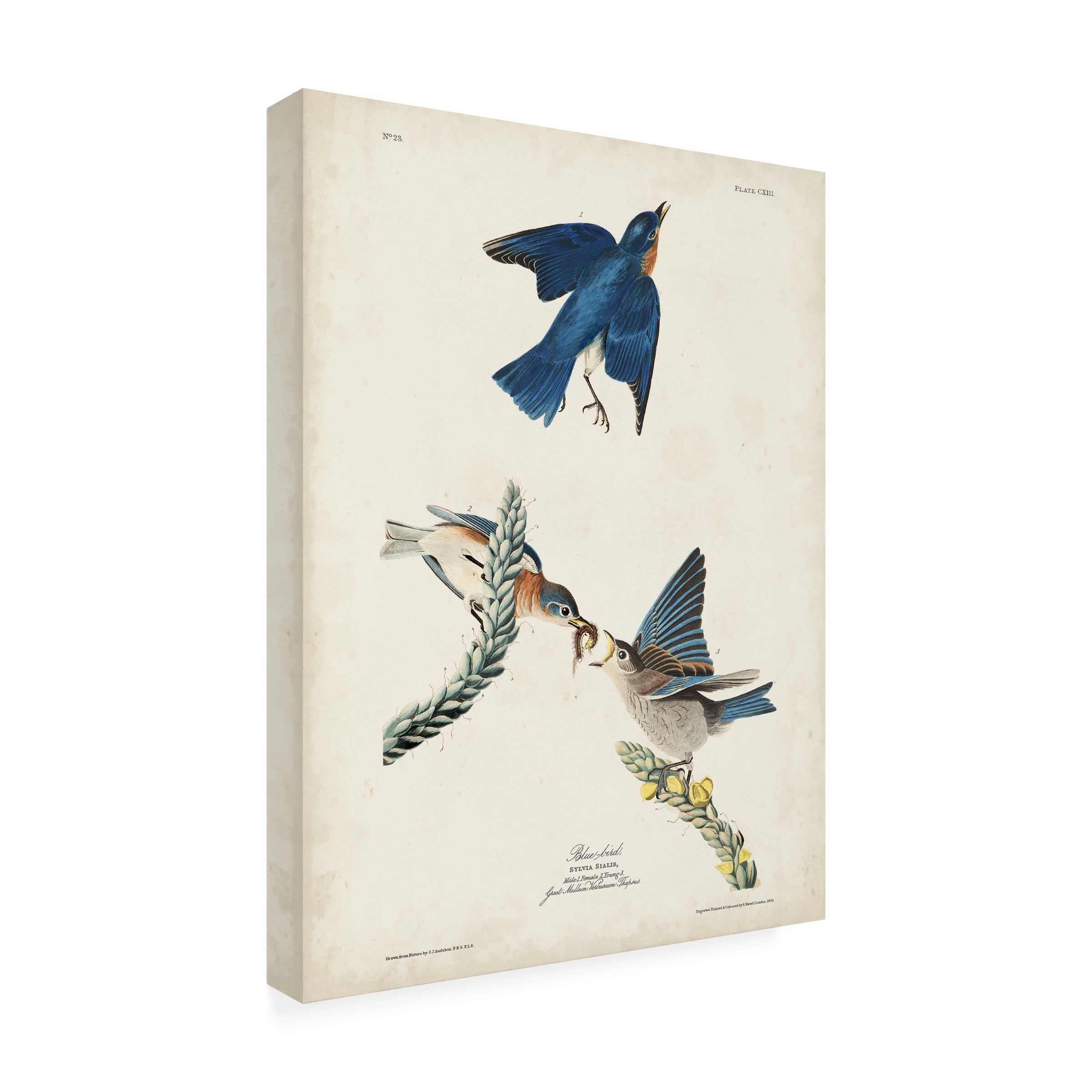 John James Audubon 'Blue Bird' Canvas Art