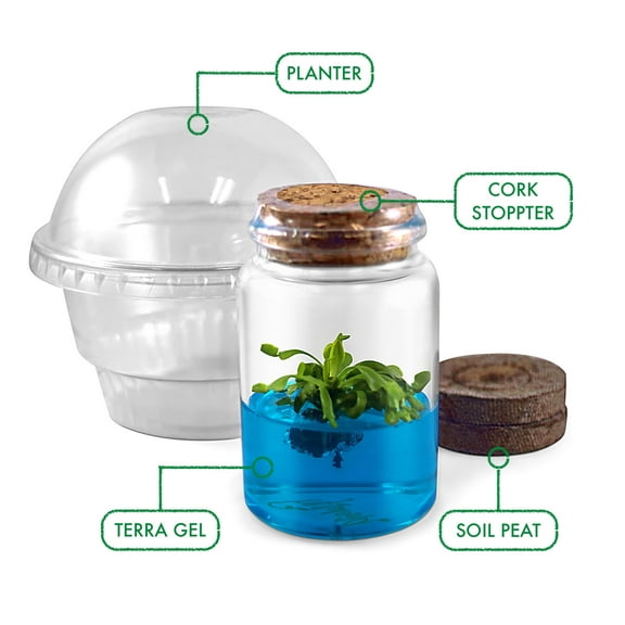 Venus Flytrap Terrarium DIY Kit, Live VFT Terrarium, Perfect Gift for All Ages, Educational Growing Plant, Exotic US Native Plant