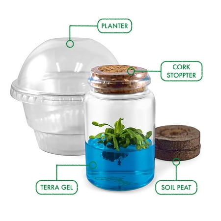 Venus Flytrap Terrarium DIY Kit, Live VFT Terrarium, Perfect Gift for All Ages, Educational Growing Plant, Exotic US Native Plant
