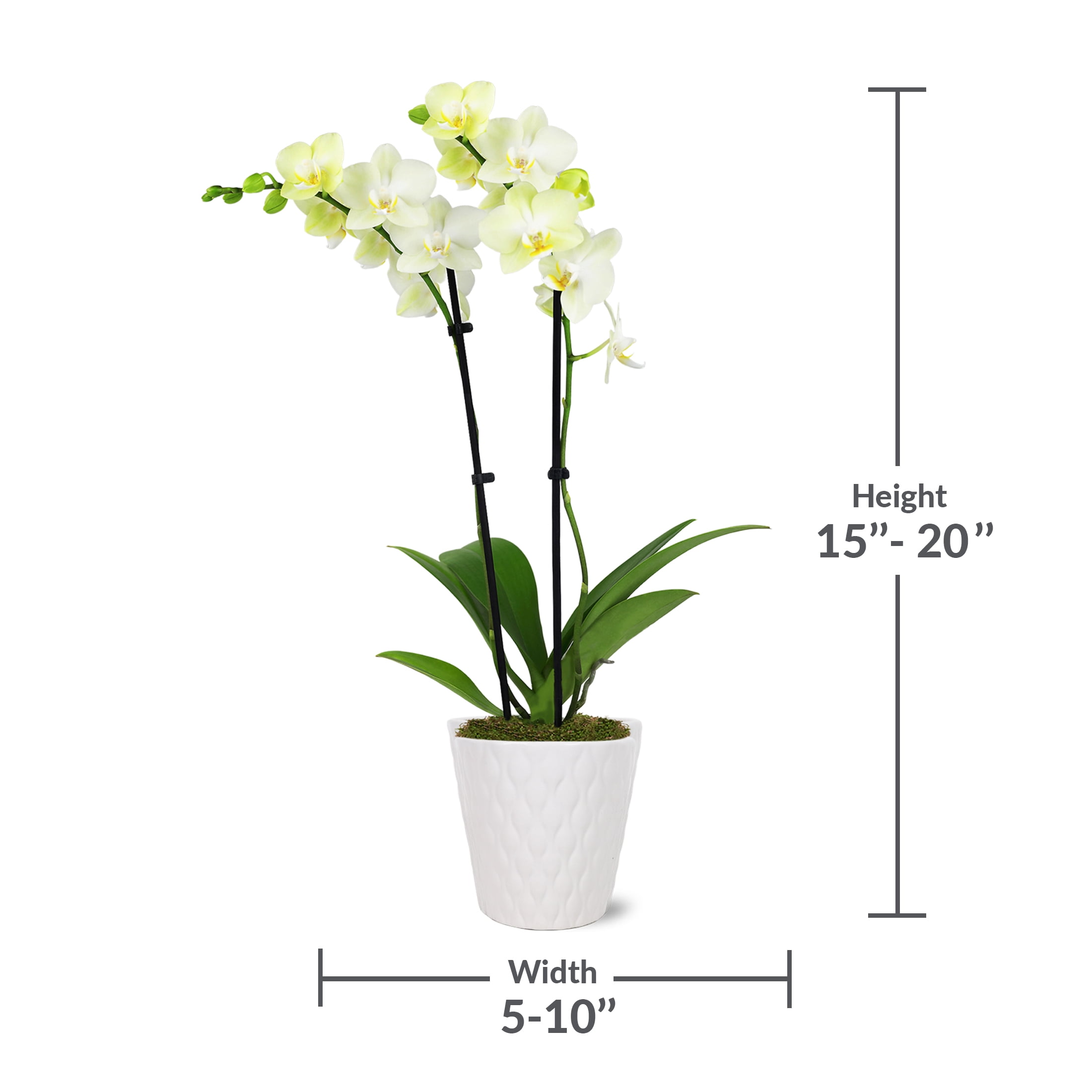 Just Add Ice 15-20" Yellow Petite Orchid Live Plant in 3" White Ceramic Pot, House Plant