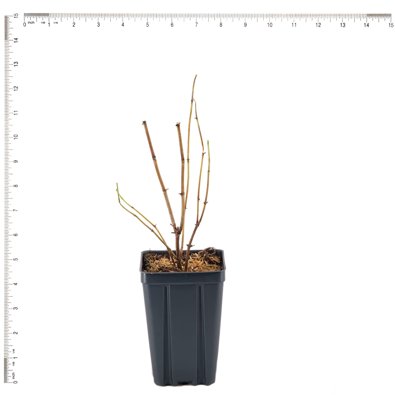 Van Zyverden Hydrangea Nikko Blue 4" Potted Rocketliners® 3 Plants Blue Partial Sun Flowering 3 lb