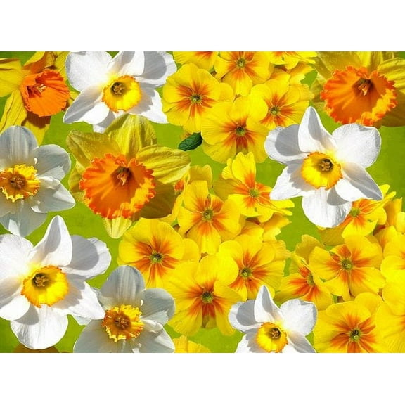 50 Daffodil Narcissus Mix 60 Days of Daffodils Bubls
