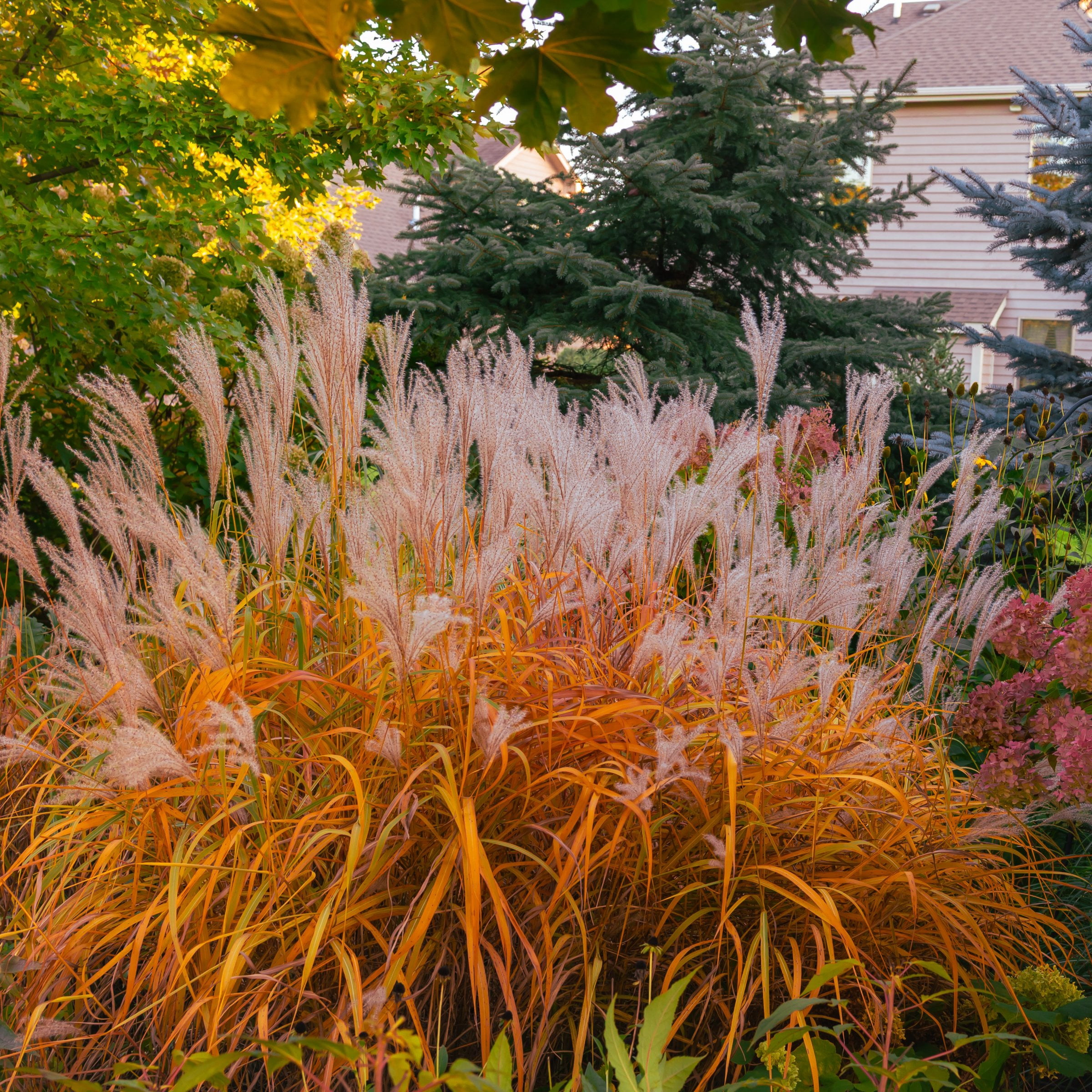 National Plant Network 4 in. Miscanthus Flame Grass Purpurascens (3-Pack)