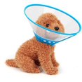 thumbnail image 2 of Clearance:Clear Medium Pet Cone E-Collar with Soft Edge for Medium Dogs & Cats, Blue, 2 of 5