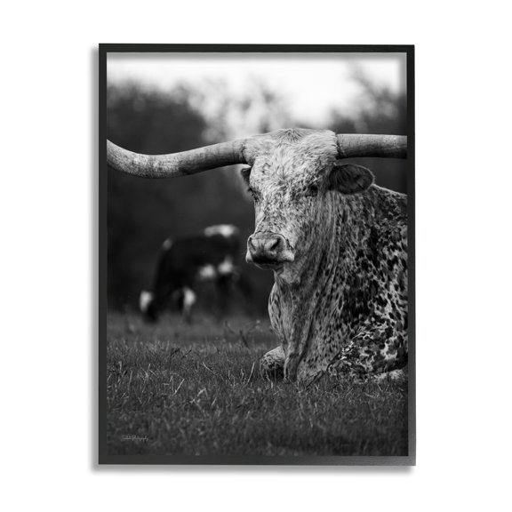 Stupell Industries Resting Longhorn Photography Animals & Insects Photography Black Framed Art Print Wall Art, 11 x 14