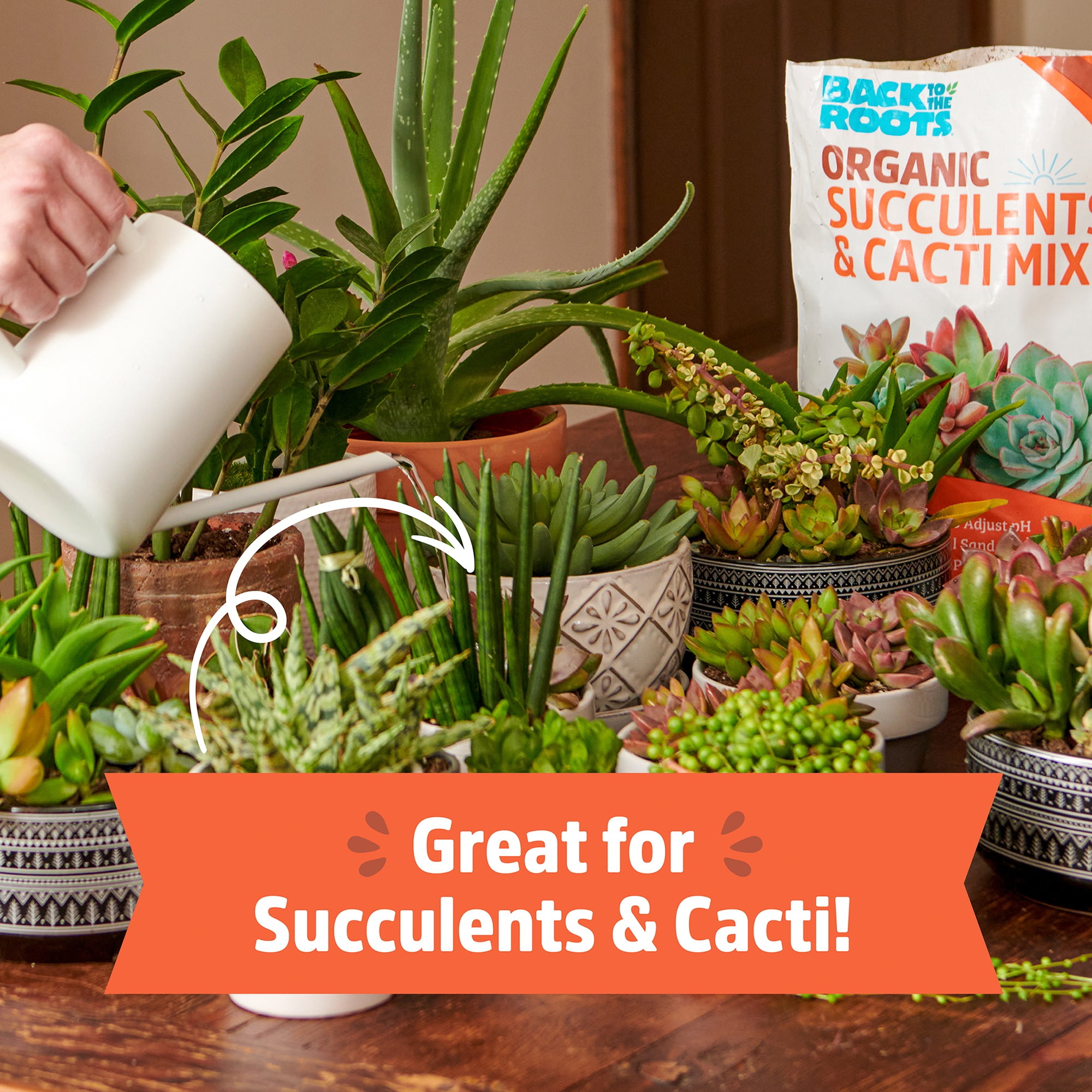 Back to the Roots  100% Organic Succulent & Cacti Mix (6 Quart)