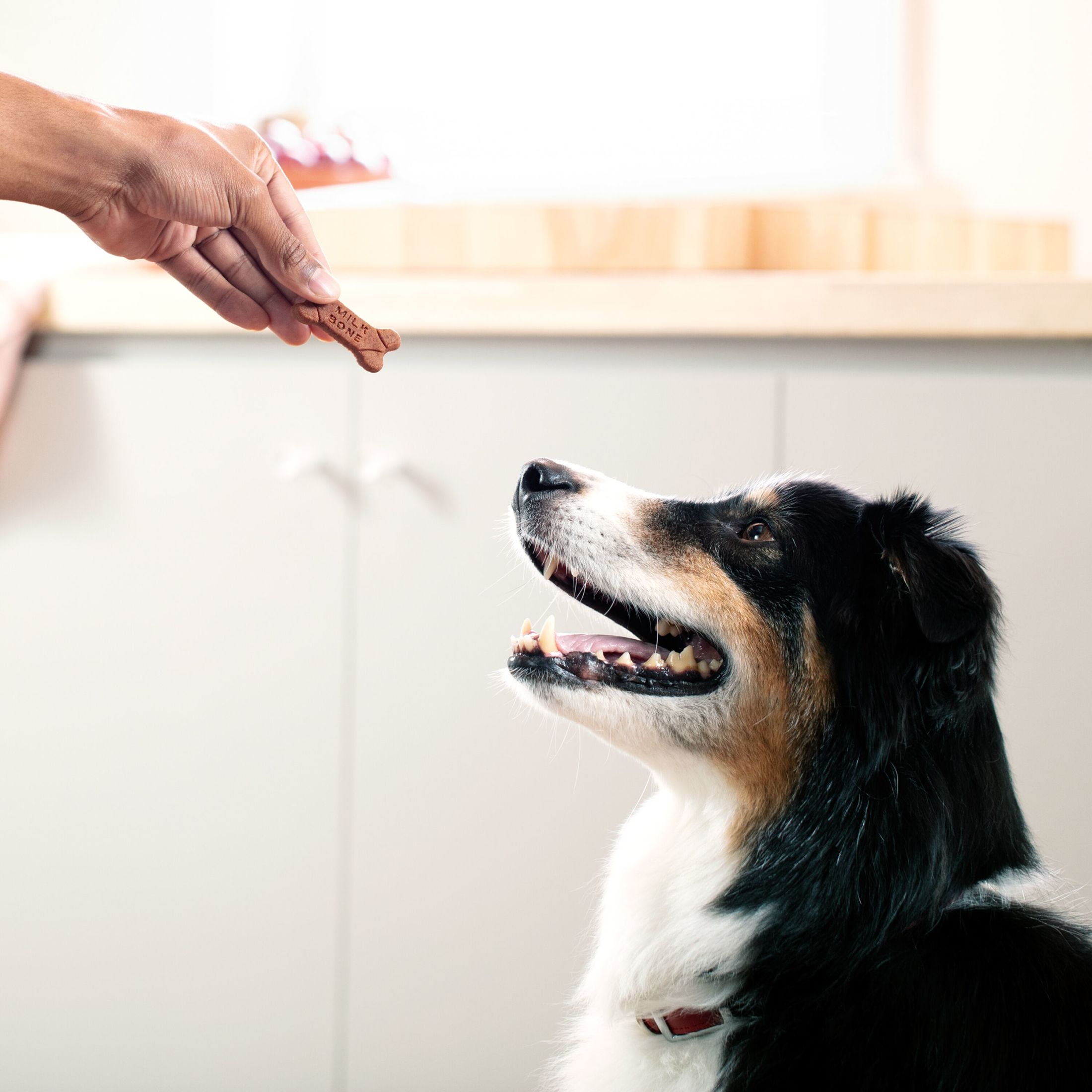 (2 pack) Milk Bone Soft and Chewy Dog Treats, Chicken Recipe With Chicken Breast, 25oz Canister