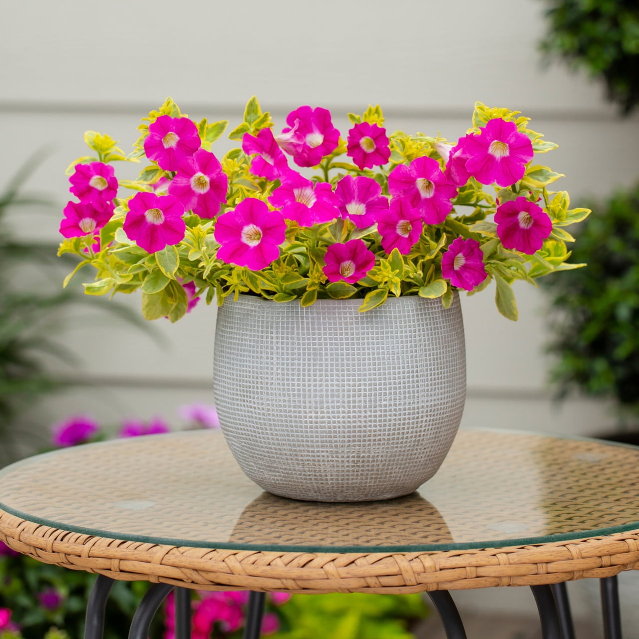 Better Homes & Gardens 2QT Pink Petunia Live Annual Plant Sun 3-Pack