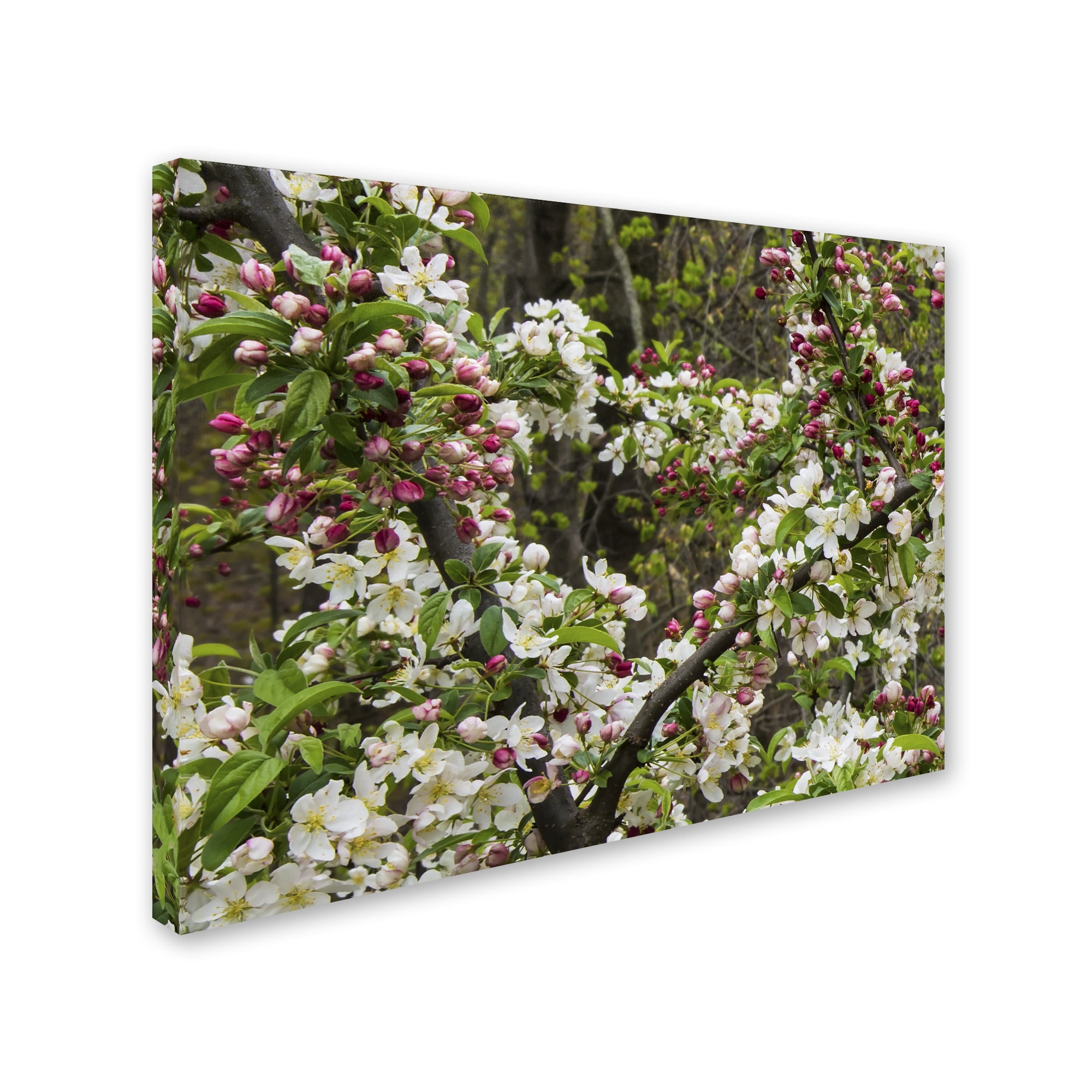 Trademark Fine Art "Apple blossoms II" Canvas Art by Kurt Shaffer