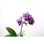 Piccola Surprise Moth Orchid Plant - Phalaenopsis - 3.5 Pot - Dwarf Variety