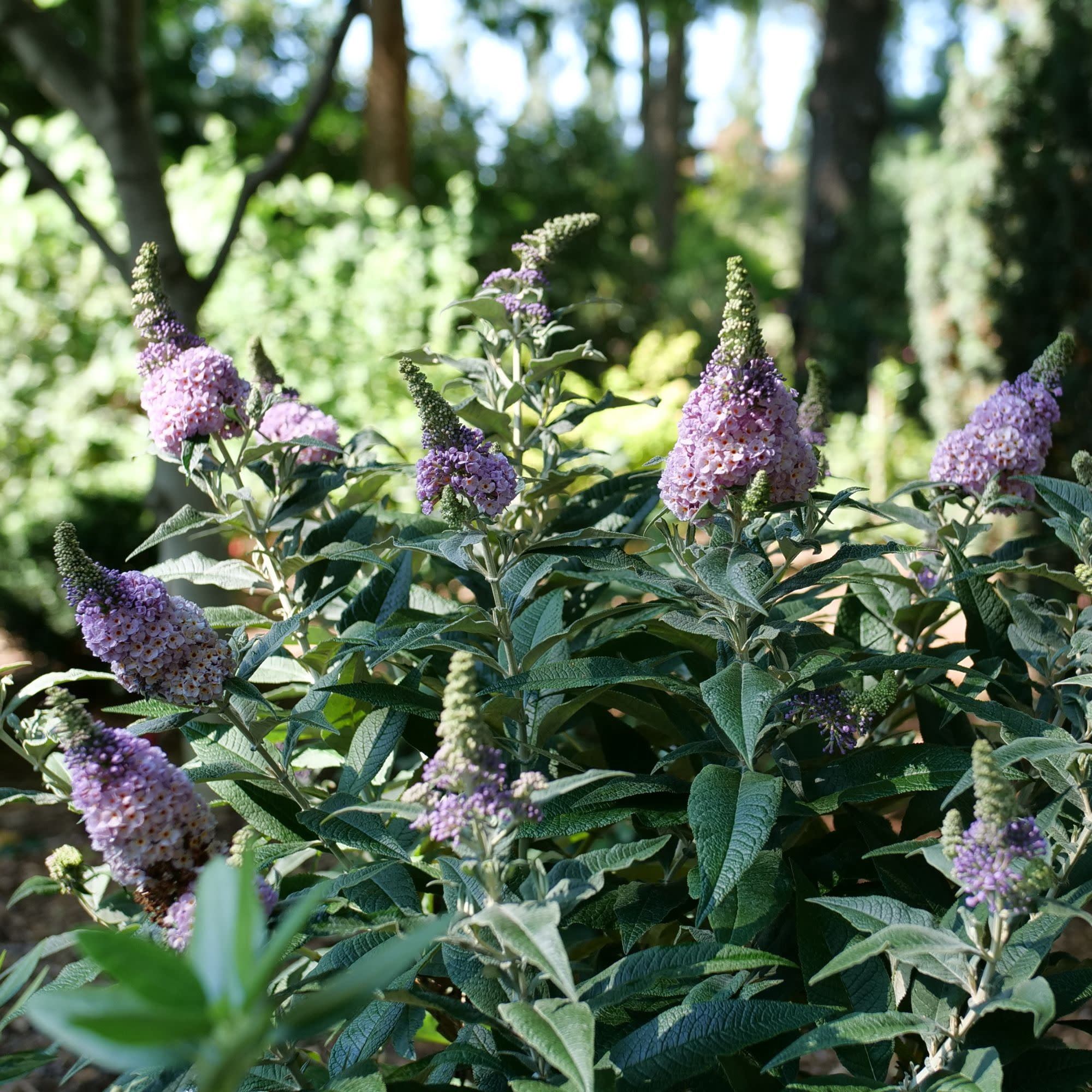 Proven Winners ColorChoice 6" Purple Pugster Sorbet Butterfly Bush Live Plant in 7.5" Pot