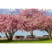 Kwanzan Cherry Tree – Double-Pink Flowering Ornamental Tree with Stunning Spring Blossoms