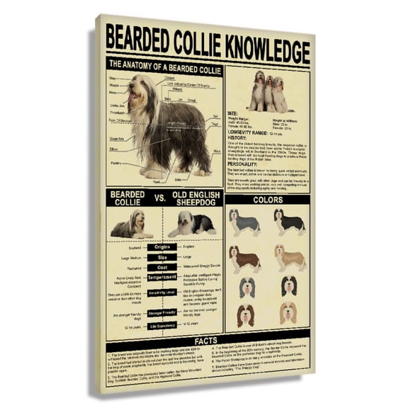 Bearded Collie Dog Knowledge Poster Educational Wall Art Infographic Poster Decorative Vertical Canvas for Room Decor Pictures Aesthetic Modern Christmas Unframed 16×24 in