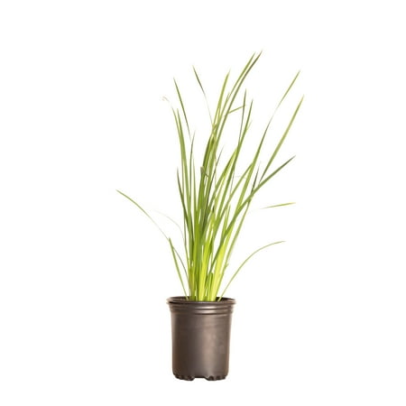 Expert Gardener African Butterfly Iris (2.5 Quart) Yellow Blooming Evergreen Perennial - Full Sun Live Outdoor Plant