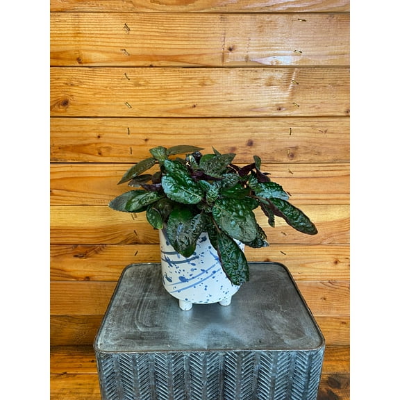 Hemigraphis alternata Purple Waffle, 6" Plant, The Plant Farm