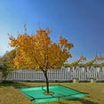 thumbnail image 4 of Landscape Pruning Tarp, 78.7“X78.7” Landscape Tarp for Trimming with 12 inch Hole, Pruning Trees Waterproof Tarp, with Corner Buckles, can Stand Up Fasten Around Trees and Shrubs, 4 of 7