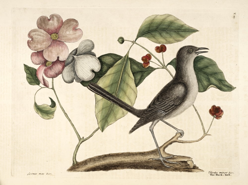 Mockingbird Canvas