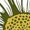 1-Army Green792, variant on Kiijoy Girls Sunflower Print Short Sleeve T-Shirt Summer Casual T Shirt Tee Top, Sizes 3-13