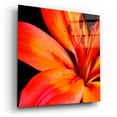 thumbnail image 2 of Epic Art 'Orange Flower on Black 02' by Tom Quartermaine, Acrylic Glass Wall Art, 12"x12", 2 of 8