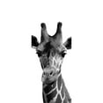thumbnail image 3 of Prime, Marcus 12x24 Black Modern Framed Museum Art Print Titled - Thoughtful Giraffe, 3 of 5