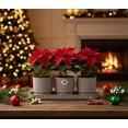 thumbnail image 1 of Set Navideño De 3 Macetas Decorativas Con Base Altomonte Color Moka, 1 of 5