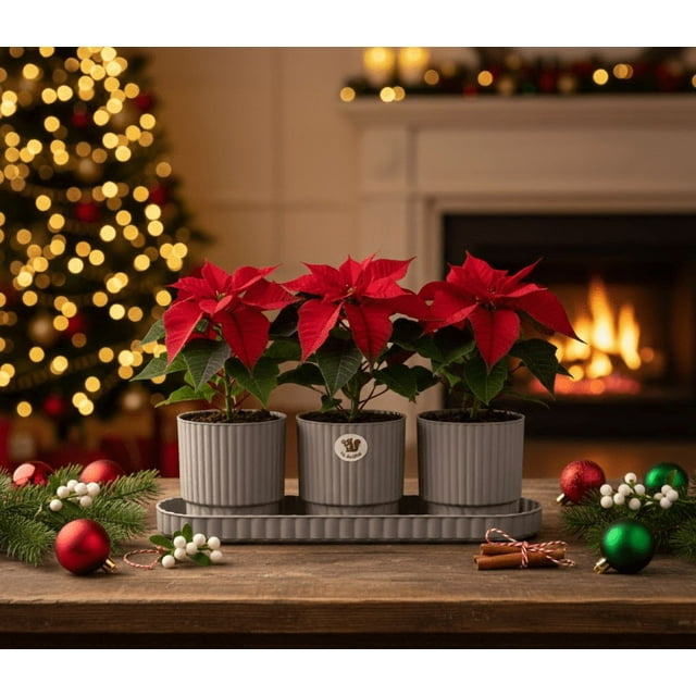 Set Navideño De 3 Macetas Decorativas Con Base Altomonte Color Moka