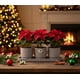 thumbnail image 1 of Set Navideño De 3 Macetas Decorativas Con Base Altomonte Color Moka, 1 of 5