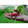 thumbnail image 6 of Set of 43 Assorted Vegetable & Herb Seeds - 43 Varieties - Create a Deluxe Garden All Seeds are Heirloom - 100% Non-GMO by Black Duck Brand, 6 of 9