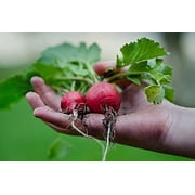 Set of 43 Assorted Vegetable & Herb Seeds - Create a Deluxe Garden All Seeds are Heirloom - 100% Non-GMO - Heirloom