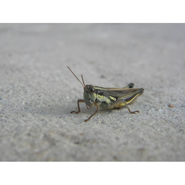 Legs Antennas Insect Cricket24 Inch By 36 Inch Laminated Poster With