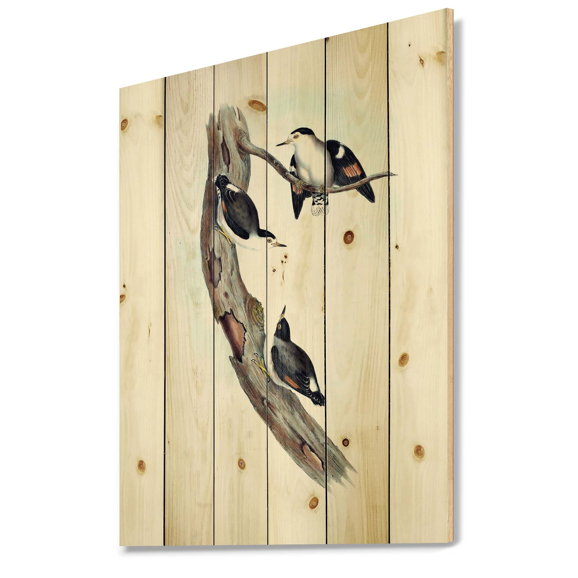 Designart 'Ancient Australian Bird Illustrations I' Traditional Print on Natural Pine Wood